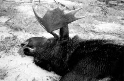 Moose Hunt 34G.JPG